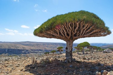Sokotra, Yemen, Orta Doğu: Dragon kan ağaçları orman ve Shibham Kanyon, Sokotra Adası, UNESCO Dünya Miras Listesi 2008 yılından bu yana merkezi kısmında Dixam Plato koruma alanı