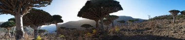 Socotra, Yemen, Middle East: panoramic and breathtaking view of the Dragon Blood trees forest in the protected area of the Dixam Plateau in the center part of the island of Socotra, Unesco world heritage site since 2008 for its biodiversity clipart