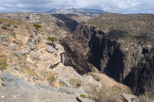 Sokotra, Yemen, Orta Doğu: Dragon kan ağaçları orman ve Shibham Kanyon, Sokotra Adası, UNESCO Dünya Miras Listesi 2008 yılından bu yana merkezi kısmında Dixam Plato koruma alanı