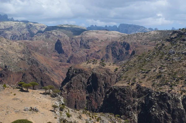 Socotra, Jemen, Blízký východ: lesní stromy dračí krve a kaňon Shibham, chráněné krajinné oblasti Dixam Plateau v prostřední části ostrova Socotra, světového dědictví UNESCO od roku 2008 — Stock fotografie