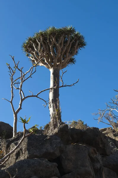 Socotorá, Iémen, Médio Oriente: o sangue de dragão árvores florestais no desfiladeiro de Shibham, a área protegida do planalto Dixam sobre a ilha de Socotra, local de Património Mundial da Unesco desde 2008 — Fotografia de Stock