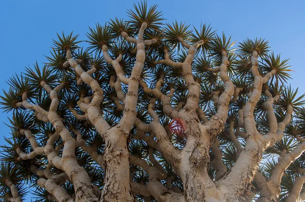 Socotra, Yémen, Moyen-Orient : détails d'un arbre de sang de dragon dans la forêt des arbres de sang de dragon dans l'aire protégée du plateau de Dixam dans la partie centrale de l'île de Socotra, site du patrimoine mondial de l'Unesco depuis 2008 pour sa biodiversité — Photo