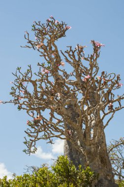 Sokotra, Yemen, Orta Doğu: şişe çiçek Dragon kan ağaçları orman Dirhur, Sokotra merkezi Dixam Plato, Unesco Dünya Mirası biyoçeşitliliği için 2008 yılından bu yana koruma alanı