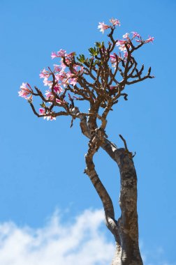 Sokotra, Yemen, Orta Doğu: şişe çiçek Dragon kan ağaçları orman Dirhur, Sokotra merkezi Dixam Plato, Unesco Dünya Mirası biyoçeşitliliği için 2008 yılından bu yana koruma alanı