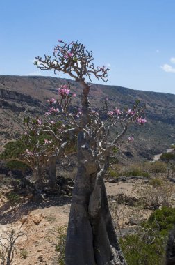 Sokotra, Yemen, Orta Doğu: şişe çiçek Dragon kan ağaçları orman Dirhur, Sokotra merkezi Dixam Plato, Unesco Dünya Mirası biyoçeşitliliği için 2008 yılından bu yana koruma alanı
