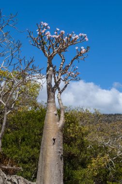Sokotra, Yemen, Orta Doğu: şişe çiçek Dragon kan ağaçları orman Dirhur, Sokotra merkezi Dixam Plato, Unesco Dünya Mirası biyoçeşitliliği için 2008 yılından bu yana koruma alanı