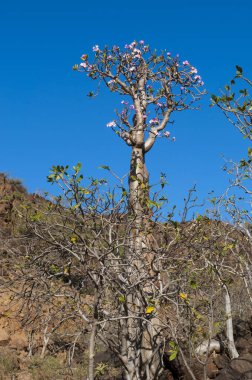 Sokotra, Yemen, Orta Doğu: şişe çiçek Dragon kan ağaçları orman Dirhur, Sokotra merkezi Dixam Plato, Unesco Dünya Mirası biyoçeşitliliği için 2008 yılından bu yana koruma alanı