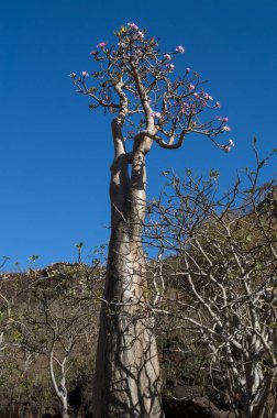 Sokotra, Yemen: çiçekli Dendrosicyos socotranus, Dirhur, vaha bir ağaç formunda büyümeye şişe ağaç, adanın bir endemik türler, kabakgiller tek tür olarak bilinen salatalık ağaç koruma alanı Dixam Plato