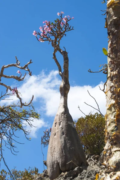 Sokotra, Yemen, Orta Doğu: şişe çiçek Dragon kan ağaçları orman Dirhur, Sokotra merkezi Dixam Plato, Unesco Dünya Mirası biyoçeşitliliği için 2008 yılından bu yana koruma alanı
