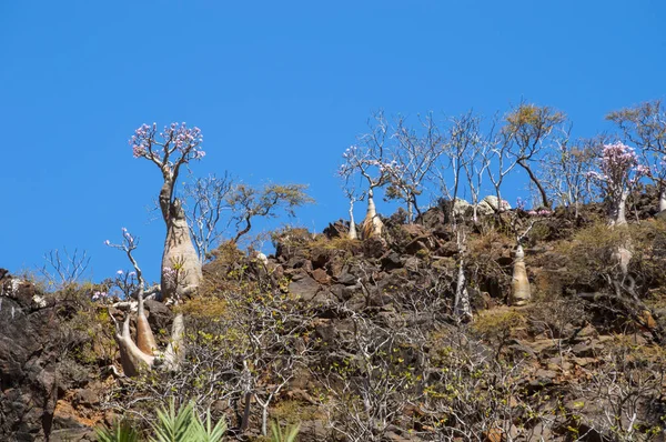 Sokotra, Yemen, Orta Doğu: şişe çiçek Dragon kan ağaçları orman Dirhur, Sokotra merkezi Dixam Plato, Unesco Dünya Mirası biyoçeşitliliği için 2008 yılından bu yana koruma alanı