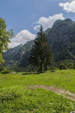 İtalya: dev bir köknar Mello Valley, Val di Mello, granit dağlar ve Orman ağaçları ile çevrili bir Yeşil Vadi küçük İtalyan Yosemite Vadisi'nden Doğa severler tarafından değiştirildi.