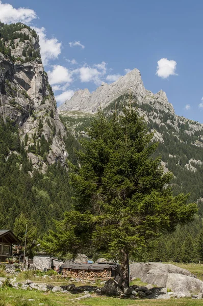 Италия: гигантская ель в долине Мелло, Валь ди Мелло, зеленая долина, окруженная гранитными горами и лесными деревьями, переименованная любителями природы в маленькую итальянскую долину Йосемити — стоковое фото