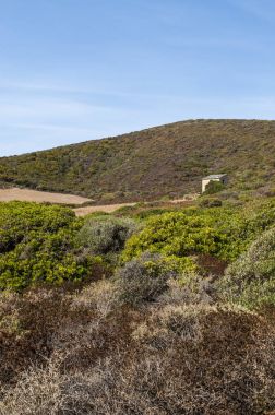 Corsica: Akdeniz maki Sentier des Douaniers (özel subay Route), gümrük memurları tarafından geçmişte kullanılan Cap Corse 19 km uzun kıyı yolda boyunca nefes kesen manzarası