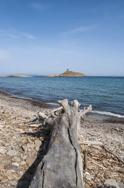 Corsica: Plage des Iles (Beach Adaları) doğa manzaralı bir ağaç gövdesinde rezerv les Iles Finocchiarola, A Terra, Mezzana ve Finocchiarola adlı üç küçük ada