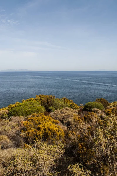 Корсика: Средиземное море и средиземноморские маки вдоль Sentier des Douaniers (таможенный маршрут офицеров), 19-километровая прибрежная тропа на Cap Corse используется таможенниками в прошлом — стоковое фото