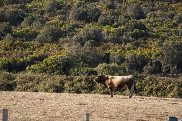 Corsica: een koe in de Mediterrane maquis langs het Sentier des Douaniers (aangepaste officieren Route), een 19 km lange kust pad op de Cap Corse gebruikt door douanebeambten in het verleden — Stockfoto