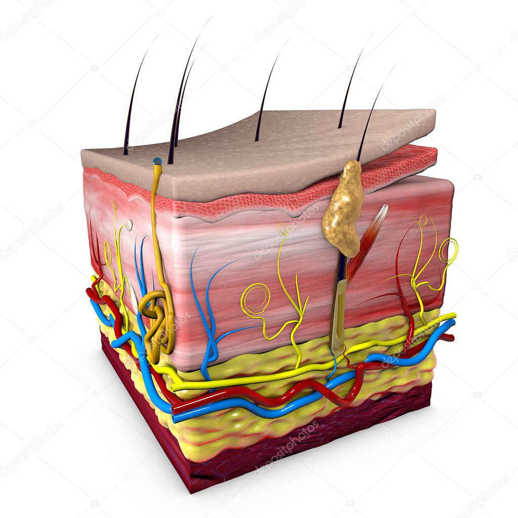 Human body skin section, anatomy, 3d section of human skin. 3d rendering