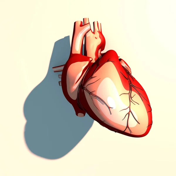 心脏是循环系统的一个肌肉发达的器官，泵血液通过血管，长长的阴影 — 图库照片