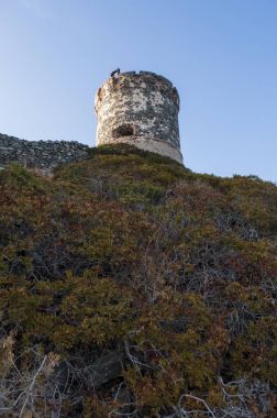 Corsica: sunset bulvarında La Parata kule, yıkık bir Ceneviz Kulesi 1608 La Parata Cape Iles Sanguinaires (Bloody Adaları önünde Ajaccio Körfezi'nin Kuzey sonunda üstüne inşa)