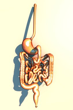 Bağırsak, sindirim sistemi, mide, yemek borusu, oniki parmak bağırsağı, kolon uzun gölge ile. İnsan anatomisi. 3D render