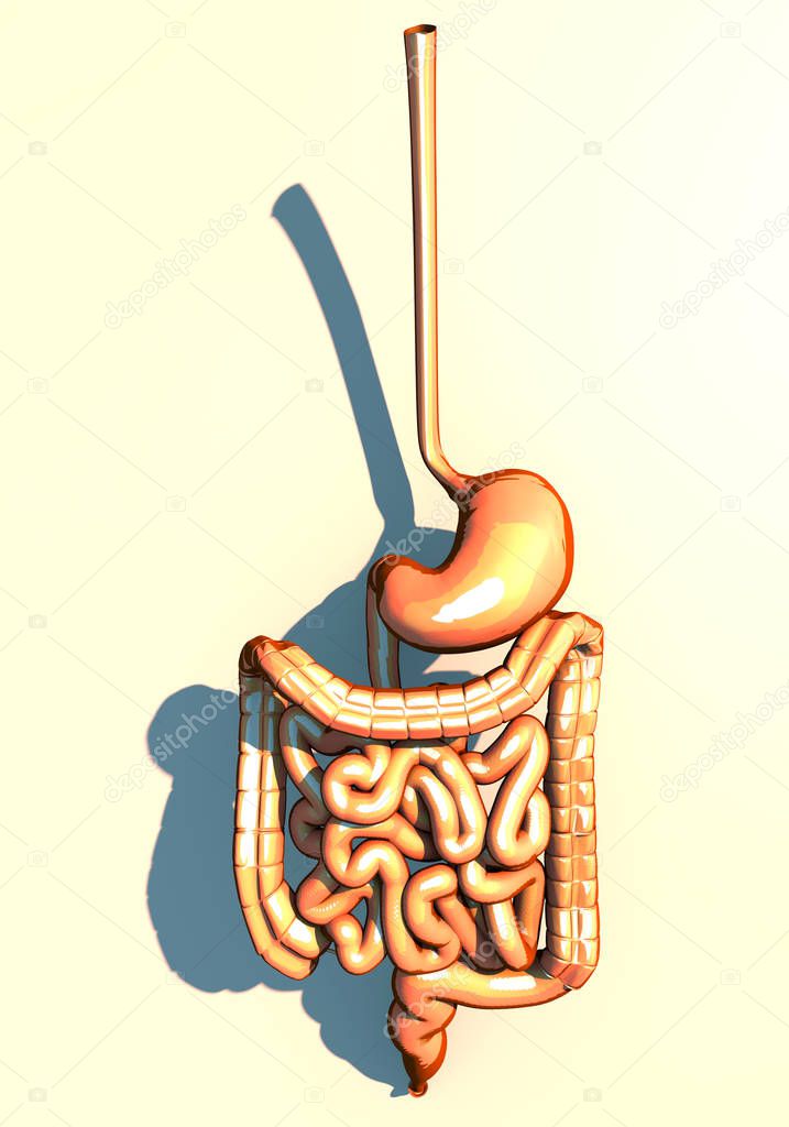 Intestine, digestive system, stomach, esophagus, duodenum, colon with elongated shade. Human anatomy. 3d rendering