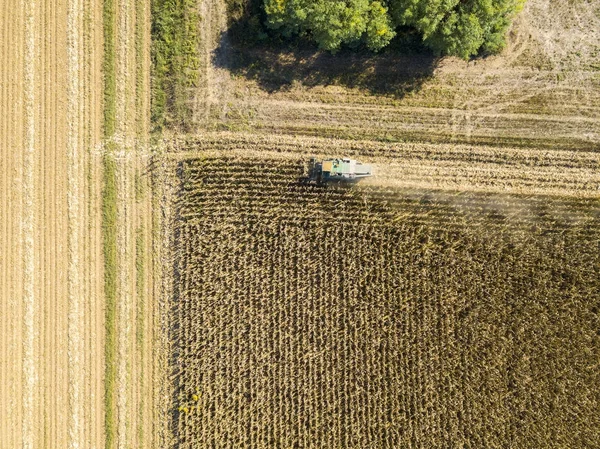 Combine harvester picking seed from fields, aerial view of a field with a combine harvester with cornhusker gathering the crop — Stock Photo, Image