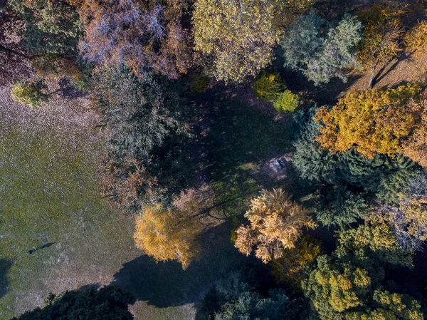 Příroda a krajina: letecký pohled na park, podzimní, listnaté stromy a louka, zelené plochy, ekologie — Stock fotografie
