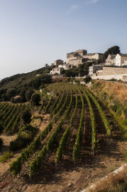 Corsica, Haute Corse: manzarası ve Baragogna, bir köy, Kuzeybatı Cap Corse sonuna kadar Morsiglia ve Centuri arasında yükselen dolambaçlı yol üzerinde üzüm bağları görünümünü 
