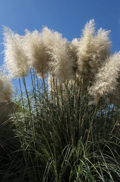 パンパス グラス パンパス グラスとしてよく知られている 開花植物の花序が羽のように見えるその後名前は パンパ地域を含む南部の南アメリカへのネイティブ — ストック写真