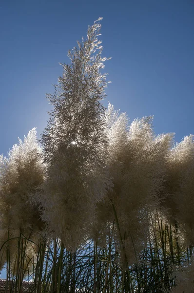 Cortaderia selloana, commonly known as pampas grass: a flowering plant native to southern South America, including the Pampas region after which it is named, whose inflorescences look like feathers