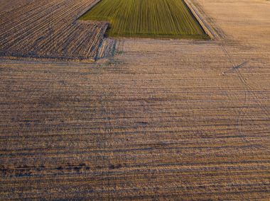 Gün batımında, bir alanın ortasında geziniyor insanlar köpeklerle hava görünümünü. Açık yaşam