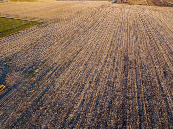 Aerial view of people strolling at sunset, in the middle of a field, walking with dogs. Outdoor life