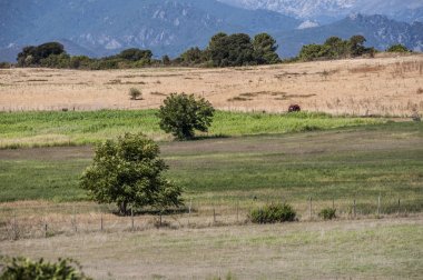 Corsica, 04/09/2017: yeşil alan, buğday alanları ve ağaçlar Bonifacio, adanın güney sahil yolu boyunca iç rahatlatıcı manzara