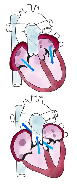 Kalp Ventriküller Insan Anatomisi Kardiyak Ventrikül Nsan Vücudu Bölüm — Stok fotoğraf