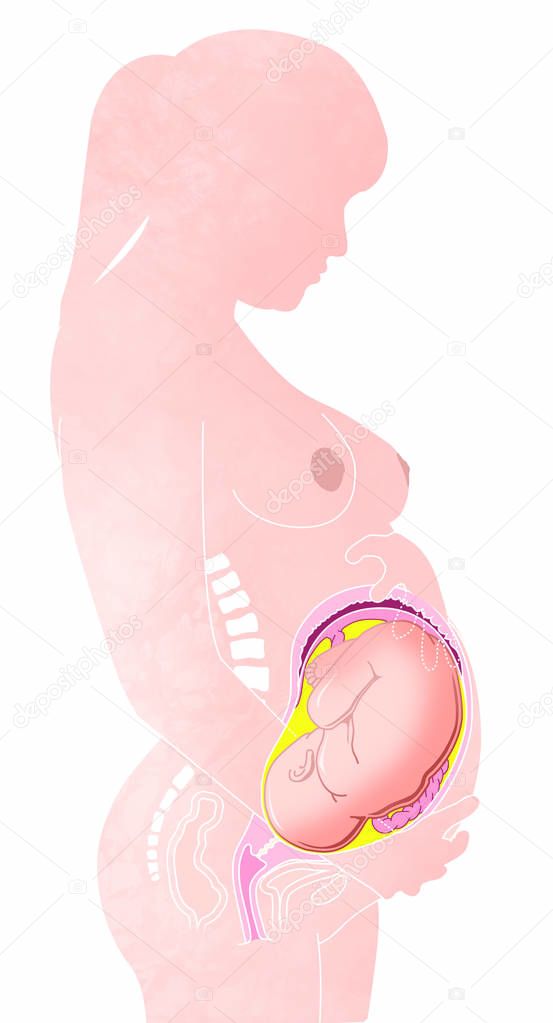 Pregnant woman and child in the womb. Belly section and fetal growth