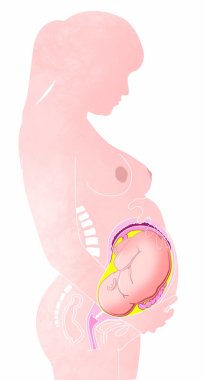 Pregnant woman and child in the womb. Belly section and fetal growth clipart