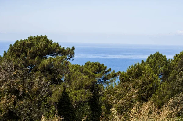 Корсика Деревья Средиземноморский Маки Средиземное Море Символы Cap Corse Северный — стоковое фото