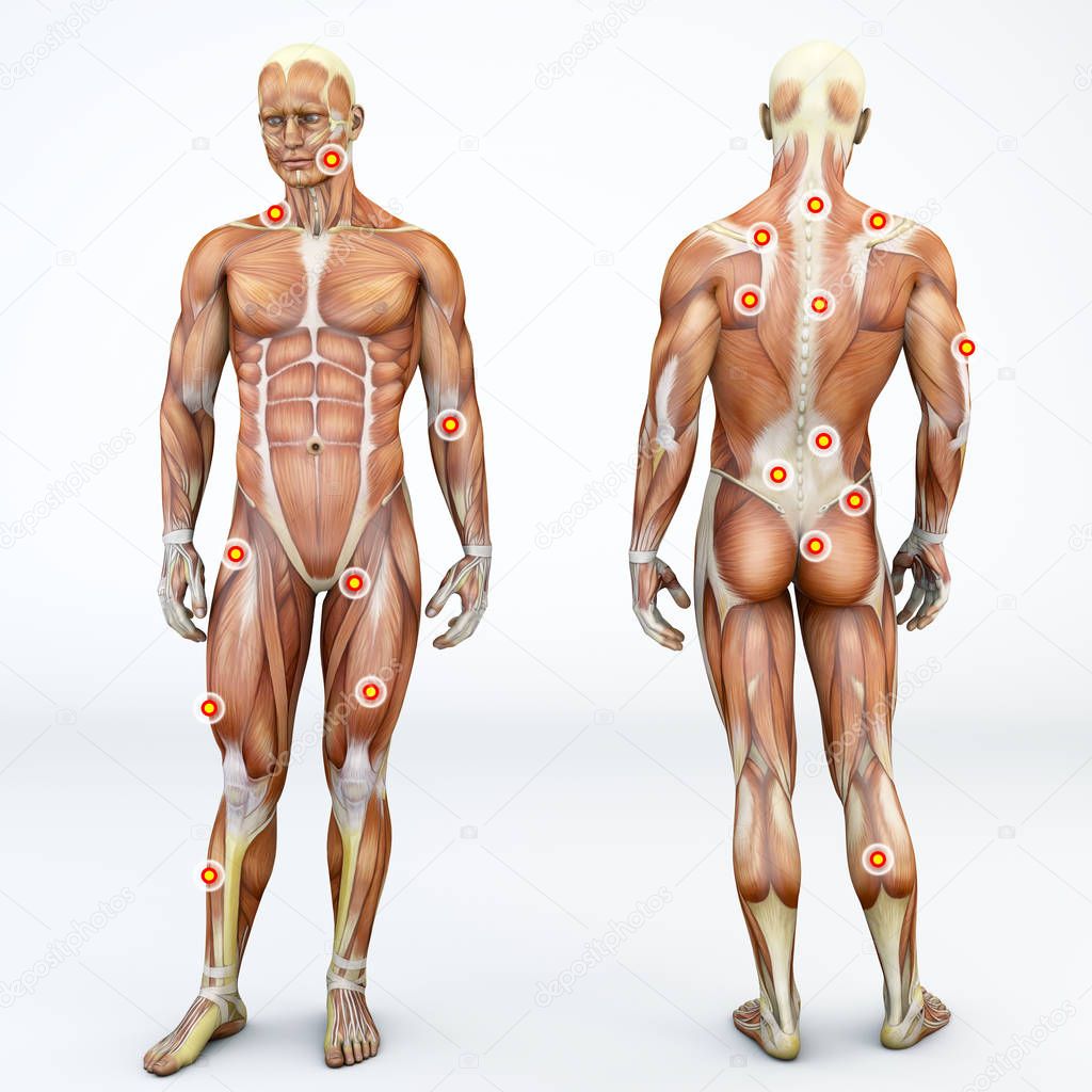 Myofascial trigger points, are described as hyperirritable spots in the fascia surrounding skeletal muscle. Palpable nodules in taut bands of muscle fibers. Front and back view of a man. 3d rendering