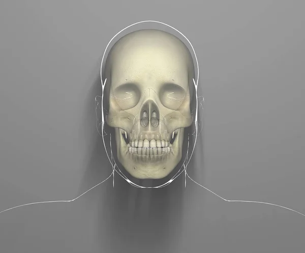 Vue Face Crâne Radiographie Tête Crâne Une Personne Rendu — Photo