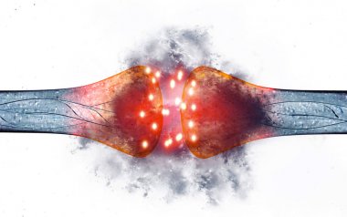 SYNAPSE bir elektrik ya da kimyasal sinyal geçmek bir nöron (veya sinir hücresi) başka bir nöron veya hedef efferent hücre için izin veren bir yapıdır. sinir sistemi