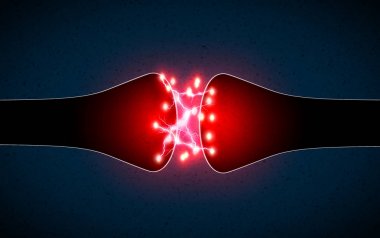 SYNAPSE bir elektrik ya da kimyasal sinyal geçmek bir nöron (veya sinir hücresi) başka bir nöron veya hedef efferent hücre için izin veren bir yapıdır. sinir sistemi
