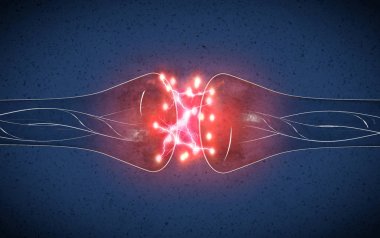 SYNAPSE bir elektrik ya da kimyasal sinyal geçmek bir nöron (veya sinir hücresi) başka bir nöron veya hedef efferent hücre için izin veren bir yapıdır. sinir sistemi