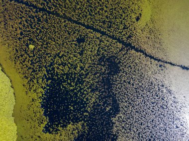 Yukarıdan görülen nilüferlerin havadan görünüşü (büyük yapraklar gölü kaplar ve eşsiz geometrik şekiller yaratır). Su bitkilerinin arka planı, ışık yansımaları ve oyunları, yeşilin farklı tonları. Scutari Gölü, Karadağ 'daki Skadar Ulusal Parkı