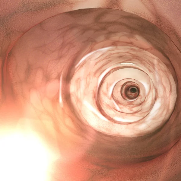 Internal view of the intestinal walls. Colonoscopy is the endoscopic examination of the large bowel and the distal part of the small bowel with a camera on a flexible tube. 3d render