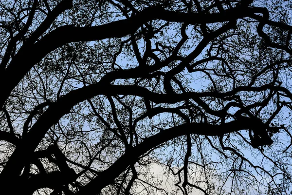 Nature Autumn Natural Pattern Closeup Branches Tree Dry Leaves Backlight — Stockfoto