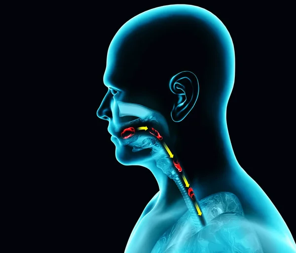 吞咽障碍 吞咽困难 咽部和食管消化不良 口述阶段 食物的路径 吞咽的行为 人通过X光 3D渲染 吞咽涉及将唾液 固体食物和饮料从口中输送到胃里 — 图库照片