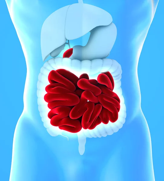 Human body view of lower gastrointestinal tract and small intestine. The small intestine is subdivided into the duodenum, the jejunum and the ileum. 3d render