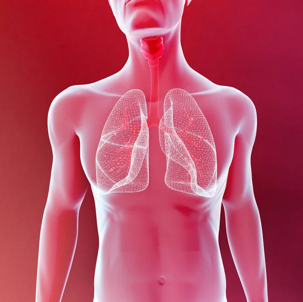 Human Body Ray View Lungs Trachea Lung Infection Pneumonia Render — Stock Photo, Image