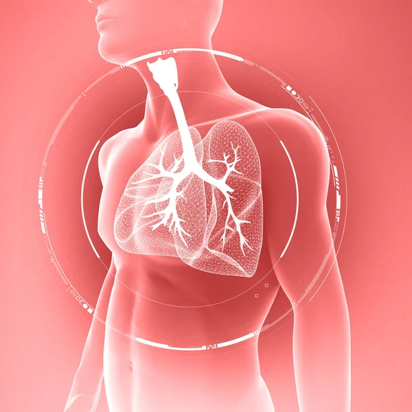 Human body x-ray view of lungs and trachea, lung infection. Pneumonia. Covid-19. Coronavirus. 3d render