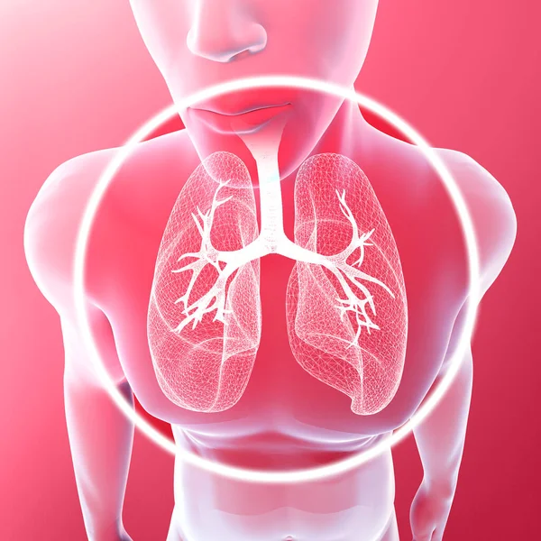 Vista Rayos Del Cuerpo Humano Los Pulmones Tráquea Infección Pulmonar —  Fotos de Stock